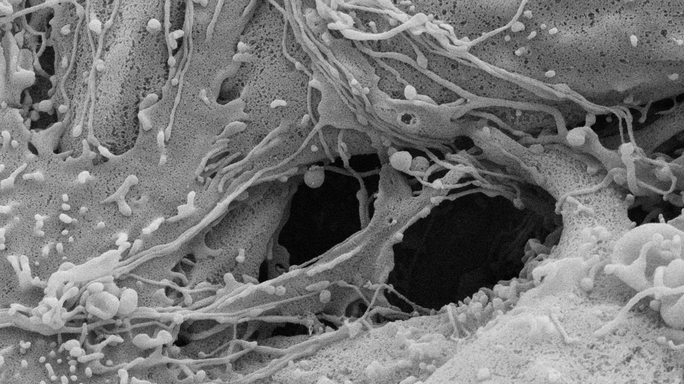 3D multicellular tissue-like model developed from stem cells