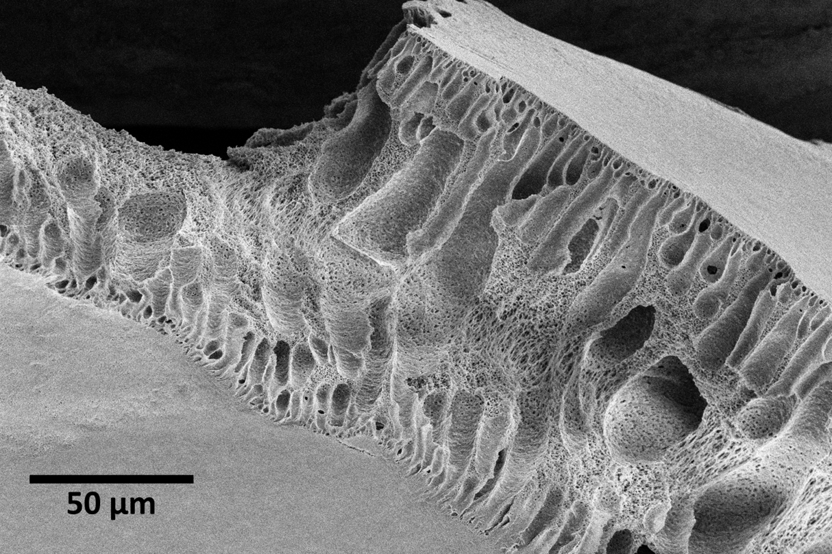 freeze-fractured polyvinylidene fluoride membrane revealing the interior morphological features affecting liquid transport during pressure-driven filtration processes