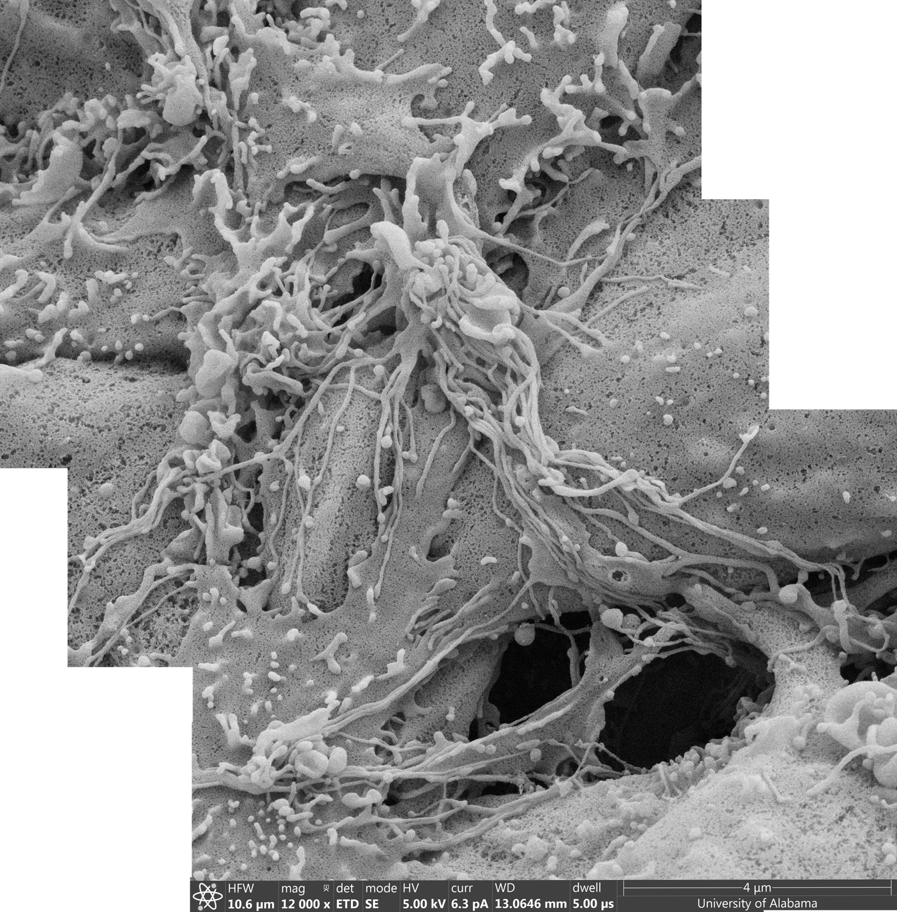 3D multicellular tissue-like model developed from stem cells