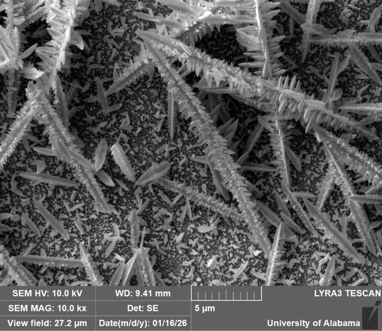 A black and white scan from a microscope that shows long threads of crystals.
